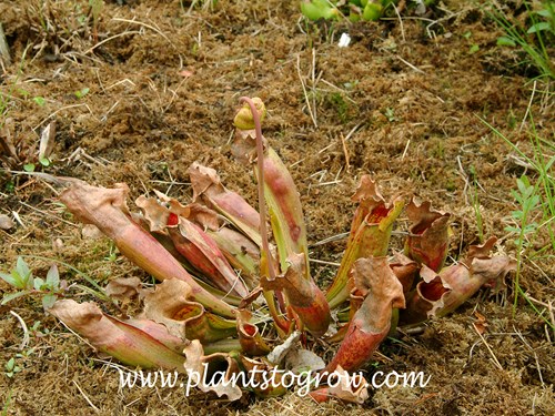Purple Pitcher Plant (Sarracenia purpurea)
the pictures are almost horizontal as opposed to the more upright pitchers of other Sarracenia.